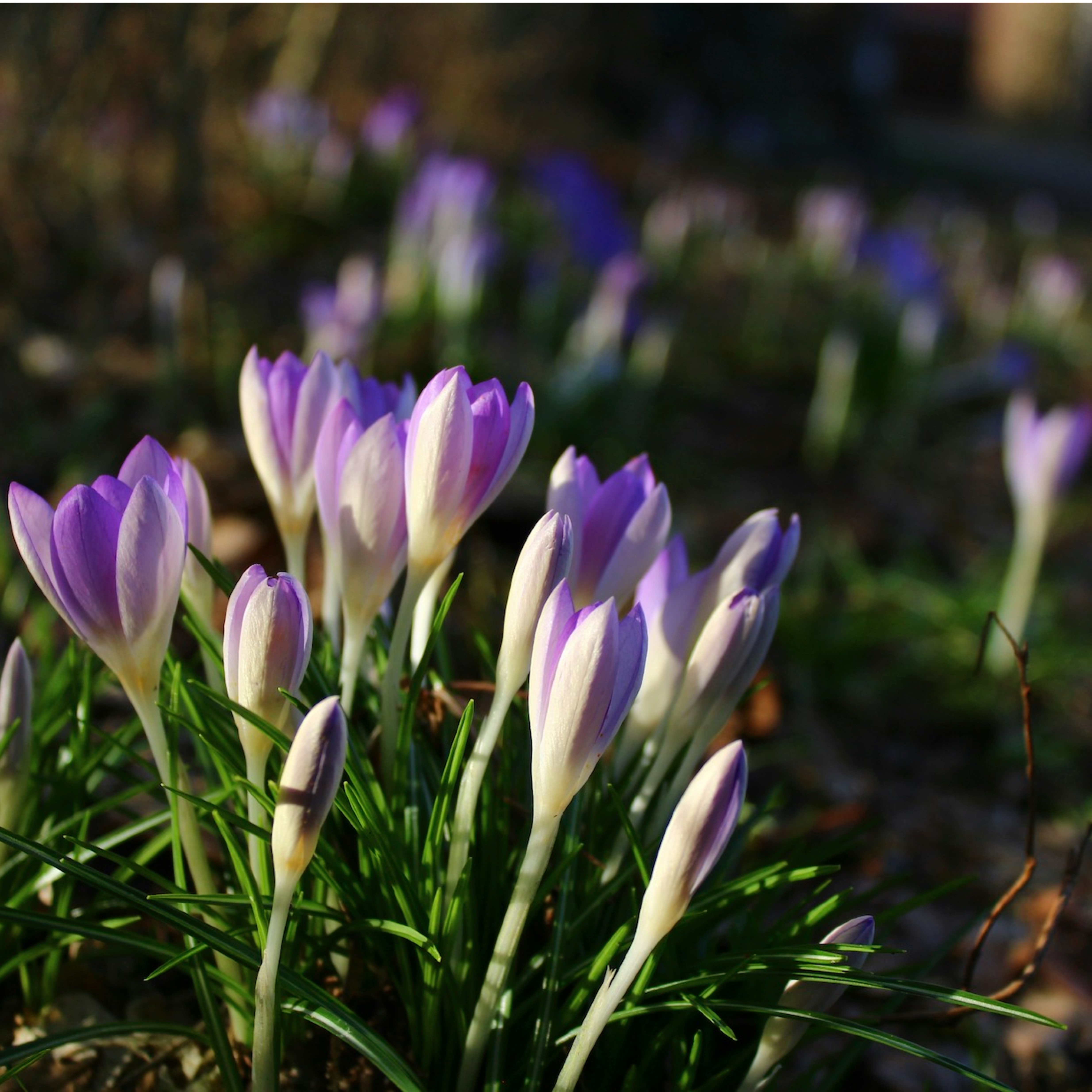 Café Bihler Bad Aibling Terrasse direkt am Kurpark
